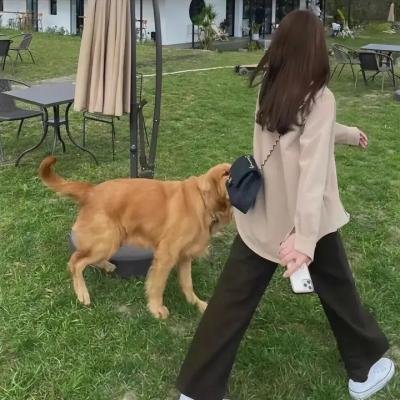 亲爱的独裁者